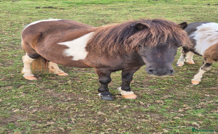 Shetland pony horses in Launceston - Advert 1