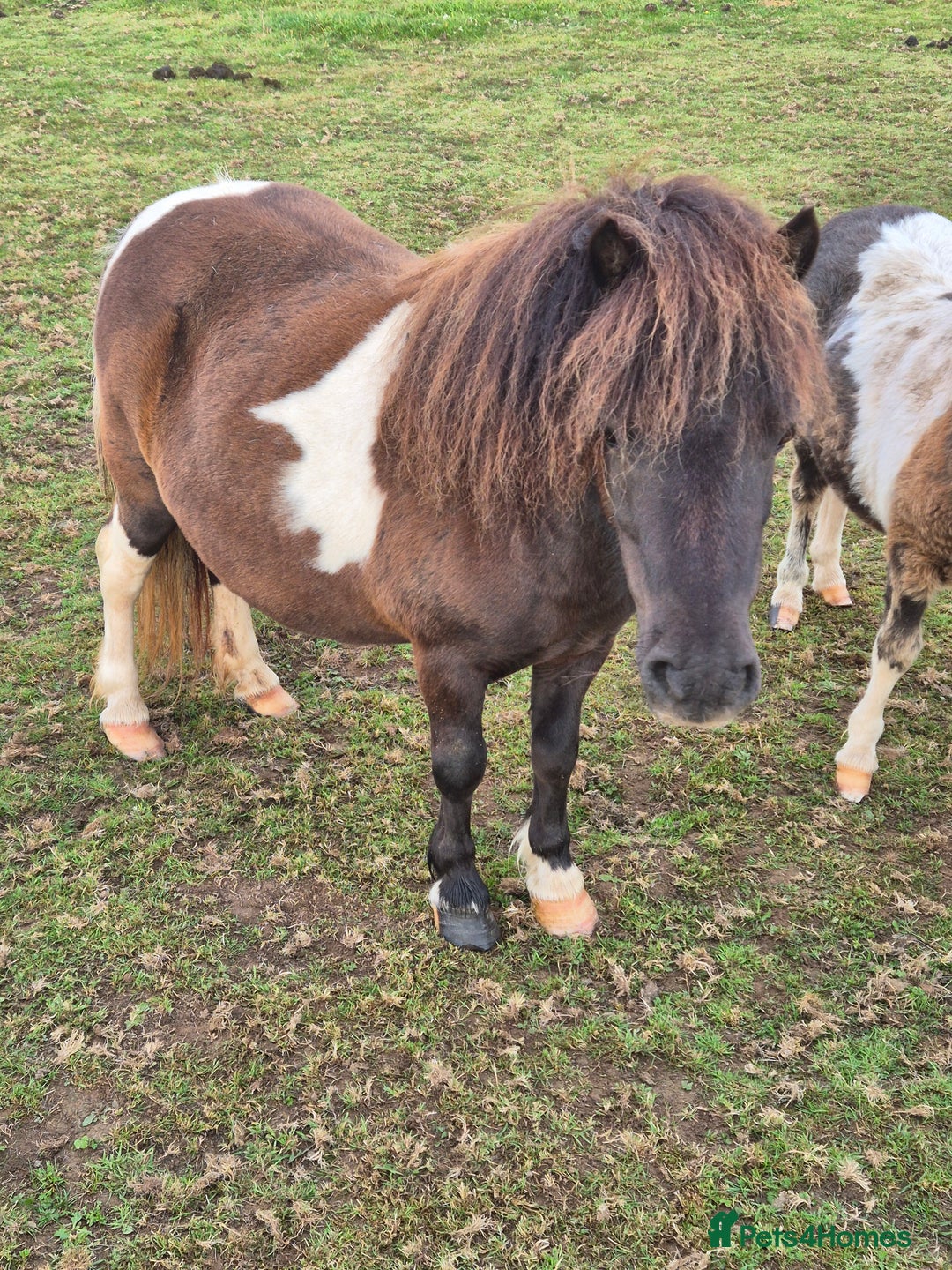 Shetland pony horses for sale: Miniature Shetland Mares in Launceston - Image 3