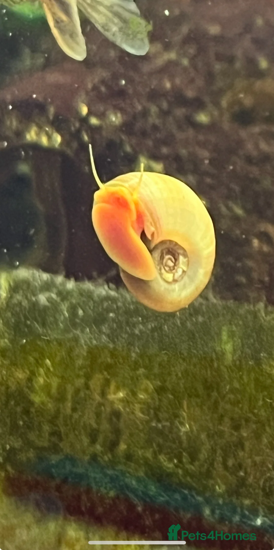 Snails fish for sale: Ramshorn Snails  - Advert 2