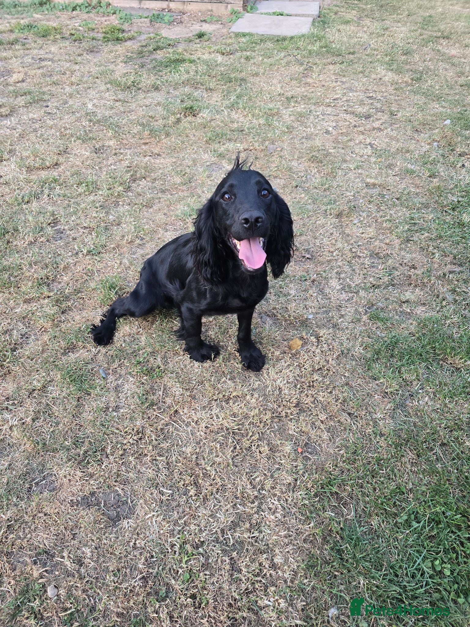 Cocker Spaniel dogs 16 month old male cocker spaniel - Advert 3