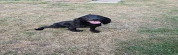 Cocker Spaniel dogs for sale: 16 month old male cocker spaniel - Advert 1