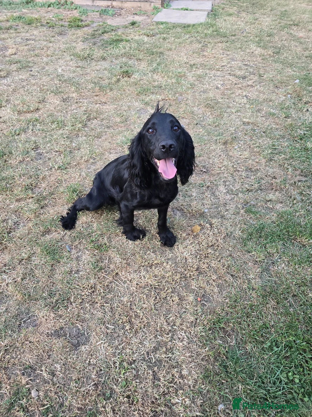 Cocker Spaniel dogs for sale: 16 month old male cocker spaniel - Advert 1