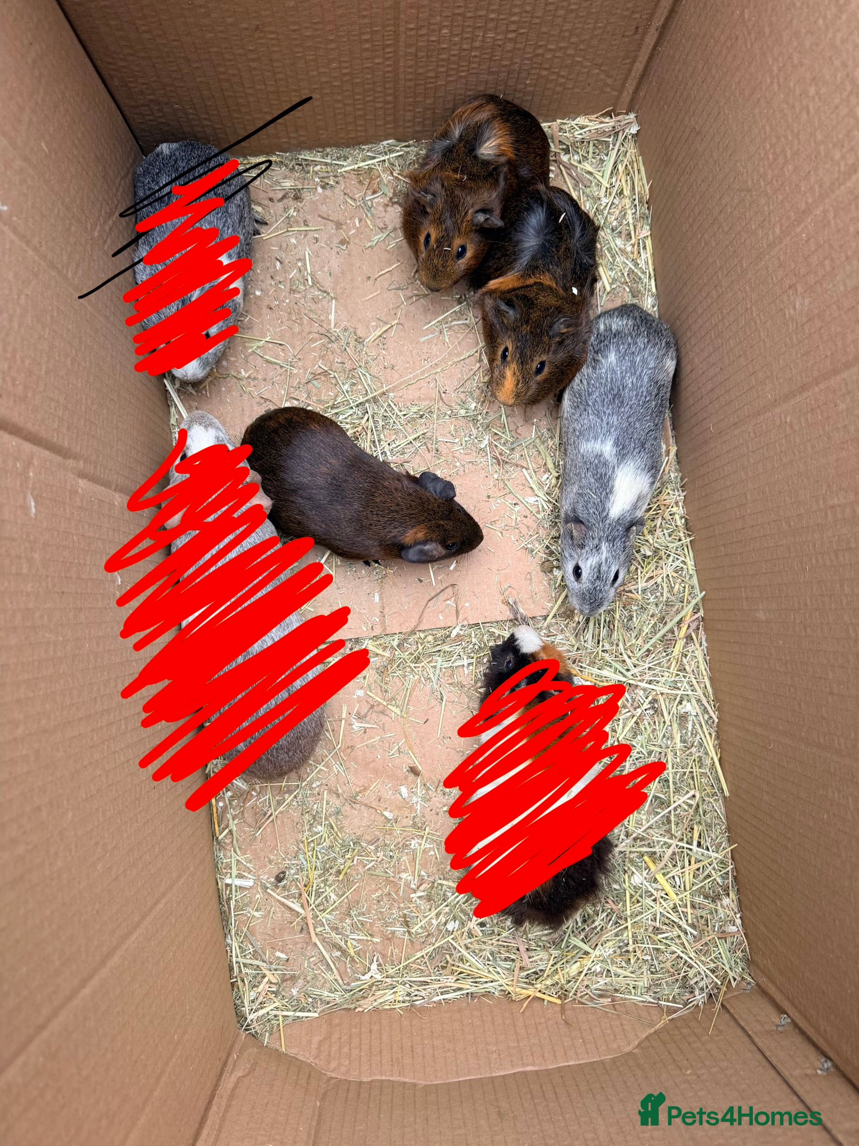 Guinea Pig rodents Baby sow guinea pigs  - Advert 17