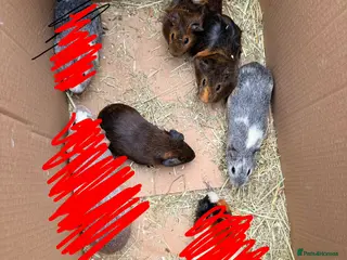 Guinea Pig rodents Baby sow guinea pigs - Advert 17