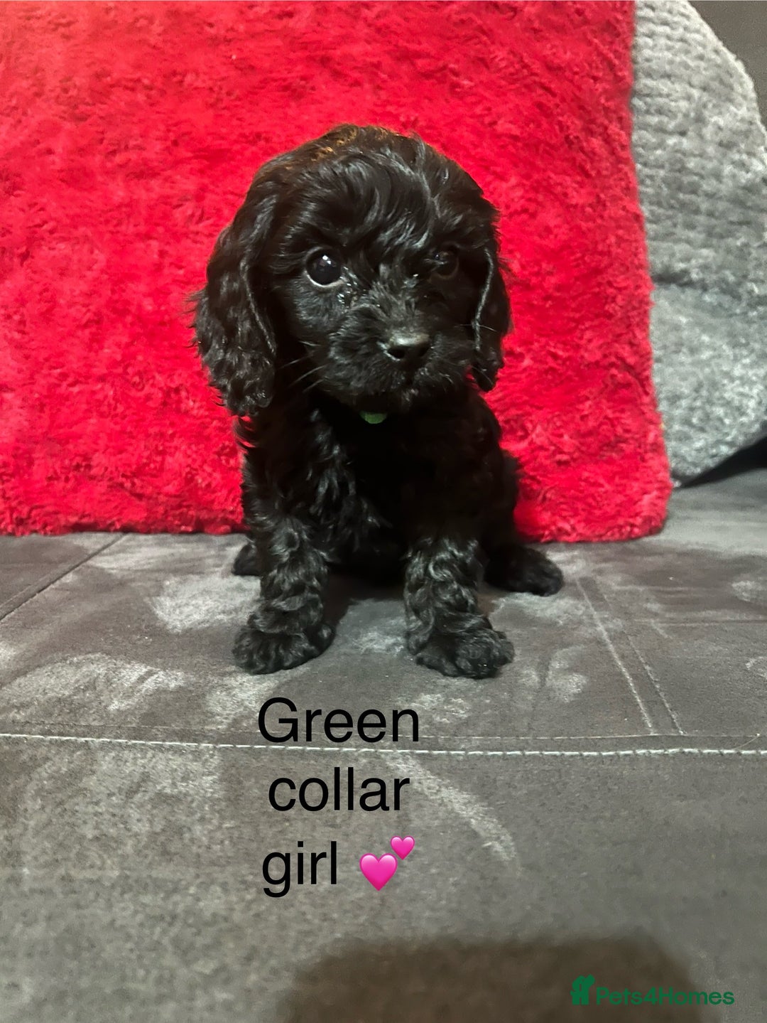 Cavapoo dogs for sale: Cavapoos ready 23rd December 🥰🥰 - Advert 9