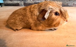 Guinea Pig rodents for sale: Beautiful Buff Agouti Guinea Pigs - Advert 1