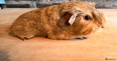Guinea Pig rodents Beautiful Buff Agouti Guinea Pigs - Advert 17