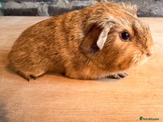 Guinea Pig rodents Beautiful Buff Agouti Guinea Pigs - Advert 11