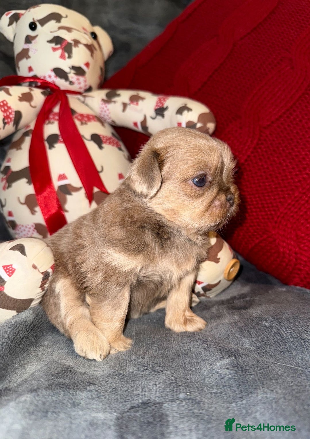 Shih Tzu dogs for sale: 🧡💜Stunning KC Registered Shih Tzu Puppies🧡💜 - Advert 15