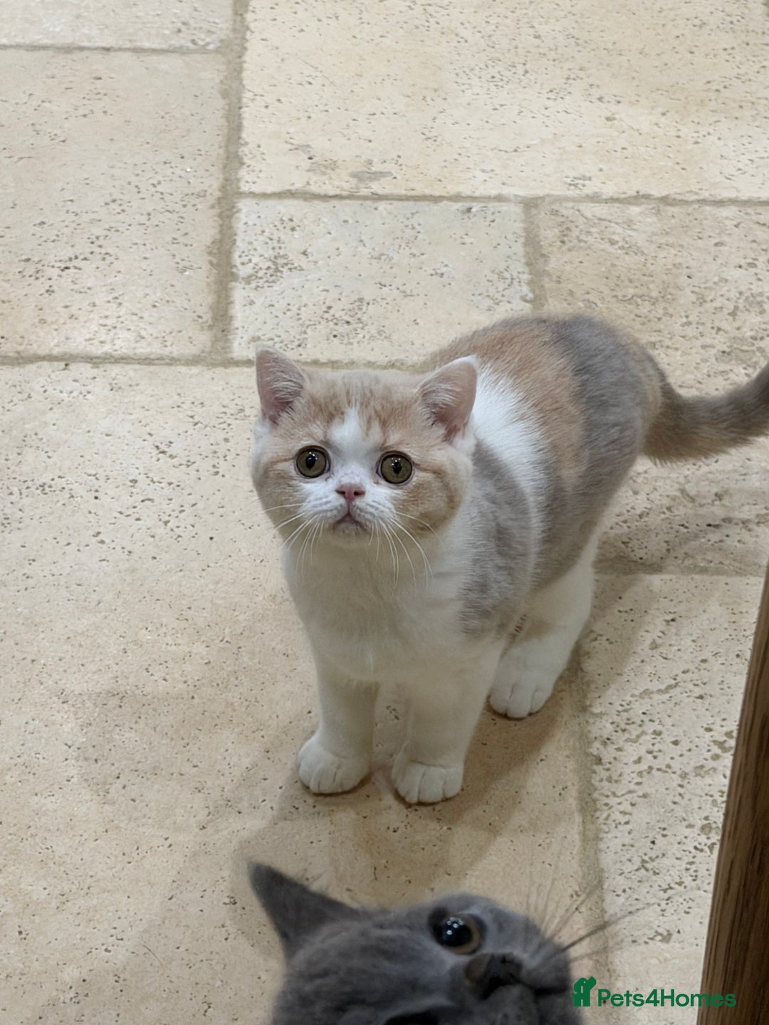 British Shorthair cats for sale: 😽Full Pedigree Registered BSH🌷Trusted Breeder - Advert 3