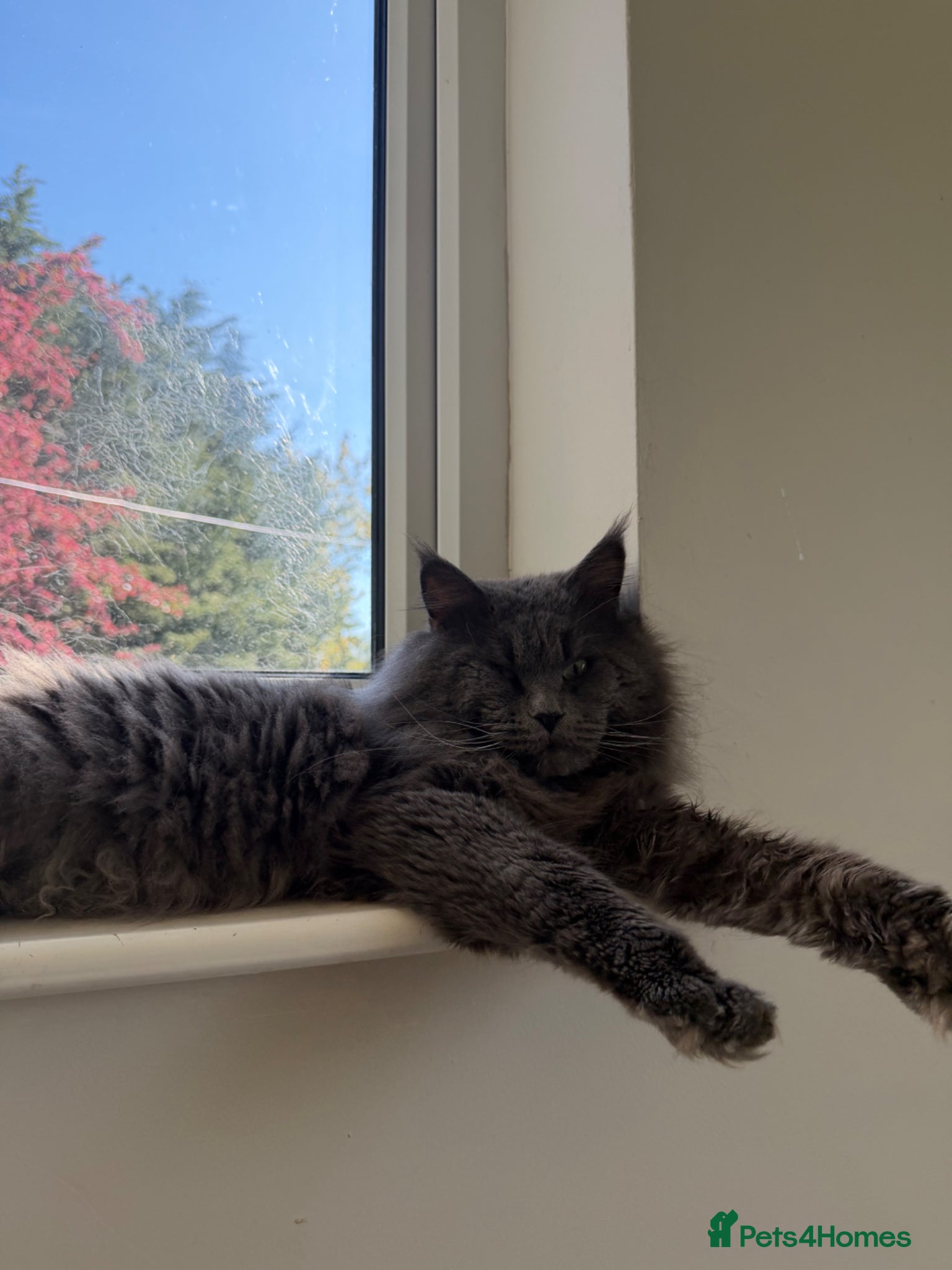 Maine Coon cats for stud: Proven Blue Maine Coon Stud - Advert 3