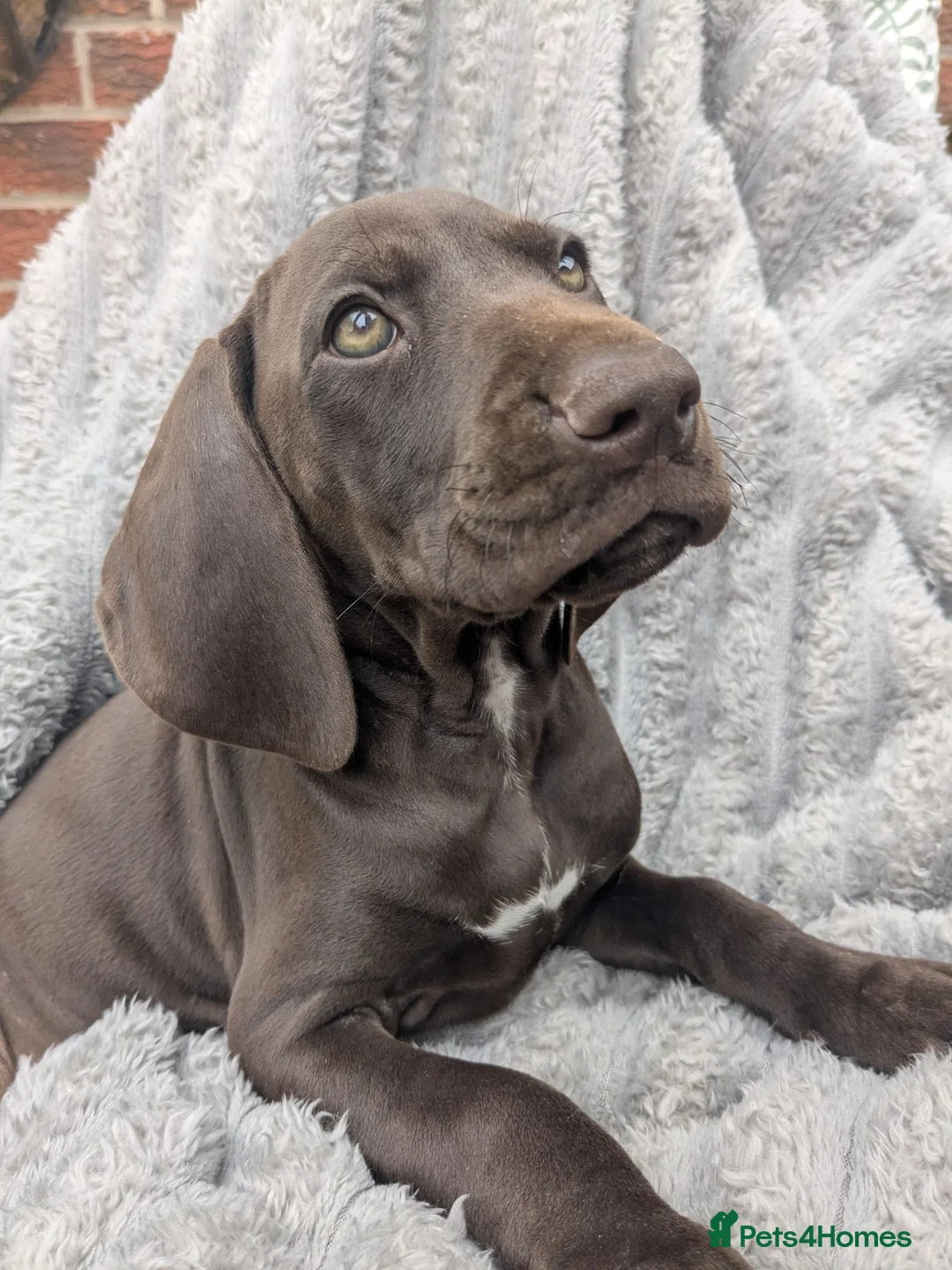 German Shorthaired Pointer dogs for sale: Beautiful German short haired pointer puppy's  - Advert 1