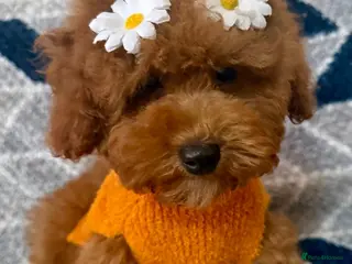 Cavapoo dogs TEDDY BEAR CAVAPOO PUPPIES READY TO LEAVE! - Advert 9