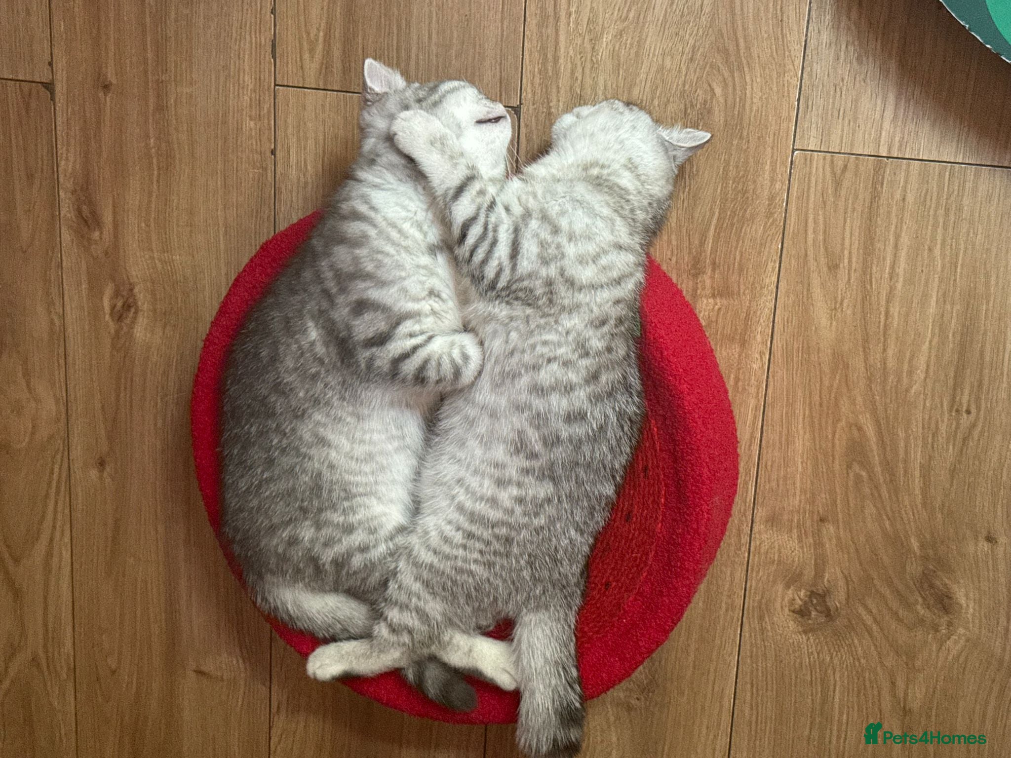 British Shorthair cats *Ready to leave next week* BSH silver Kittens - Advert 1