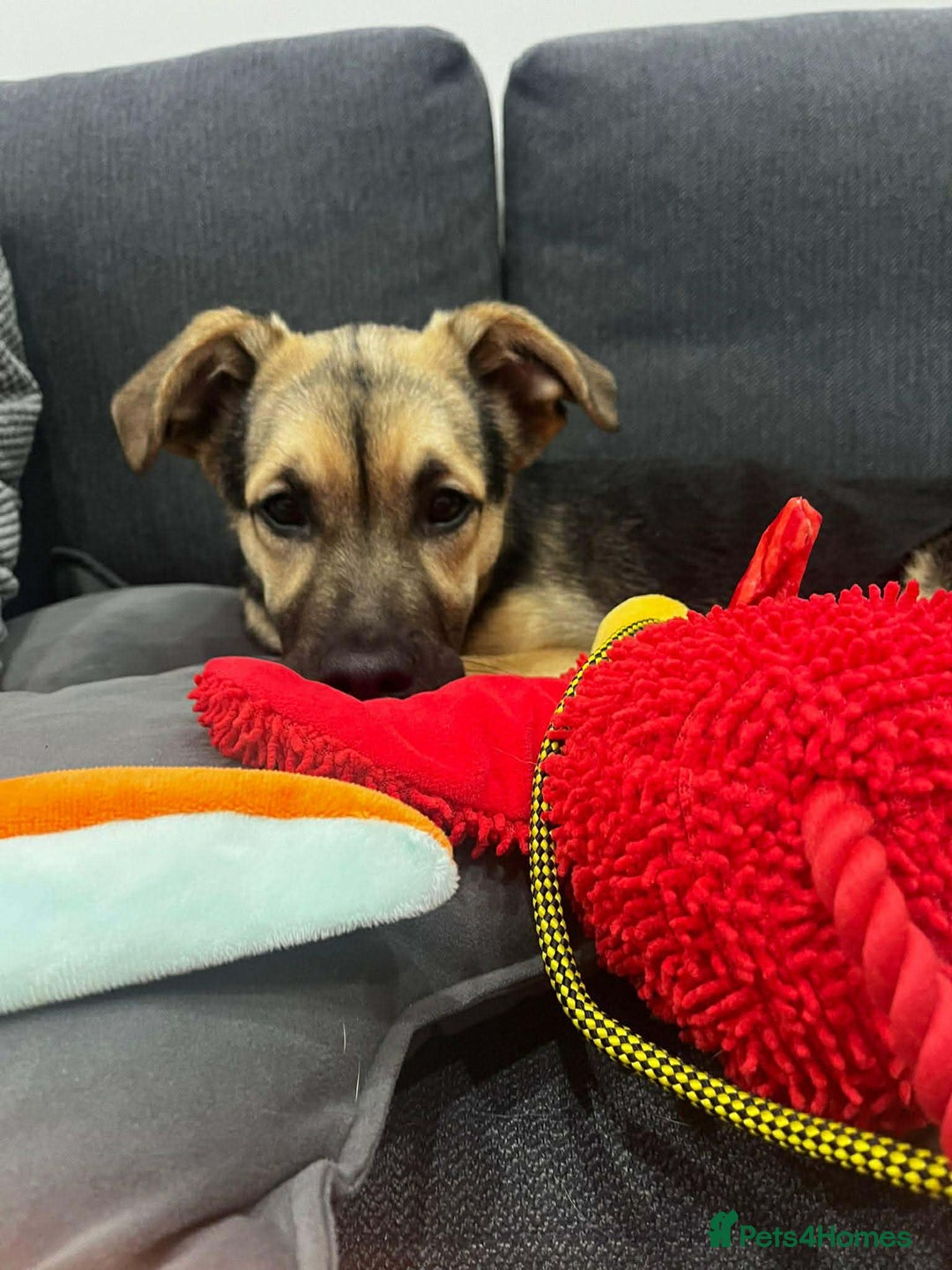 Mixed Breed dogs for adoption: LILY - gentle pup/friendly/good with kids/loving - Advert 7