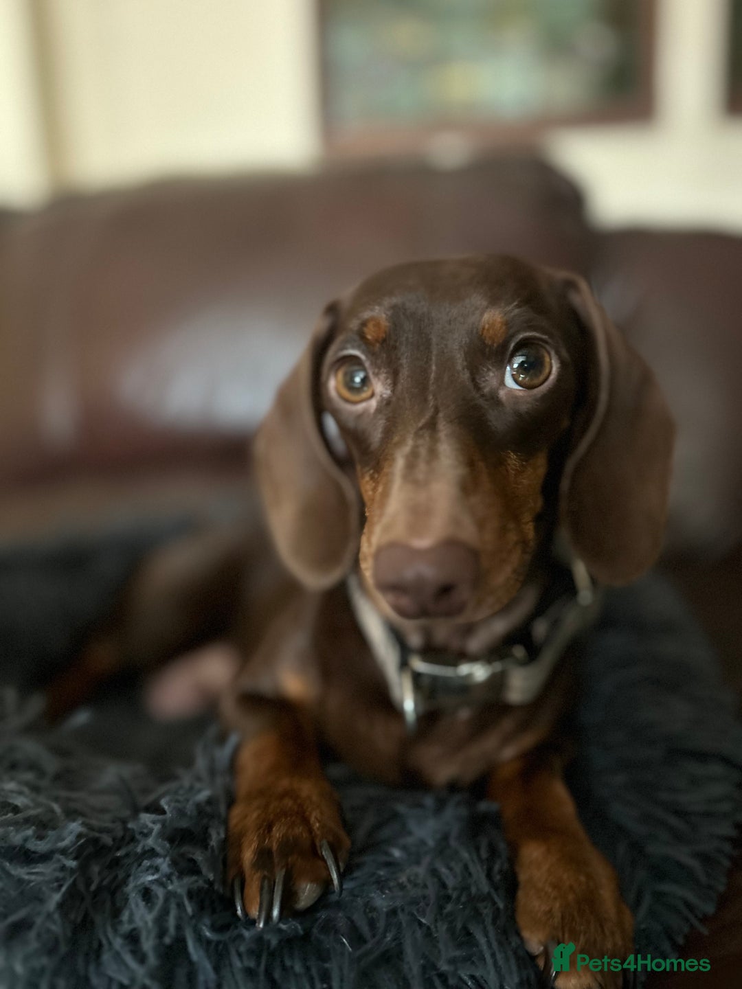 Miniature Dachshund dogs for sale: Miniature Dachshund Dapple Puppies  - Advert 2
