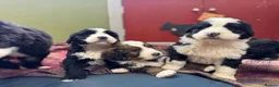 Bernedoodle dogs for sale: F1 Bernedoodle Puppies  - Advert 20