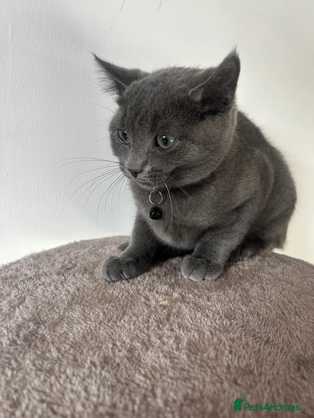 Mixed Breed cats for sale: Beautiful boys ready to leave  - Advert 2