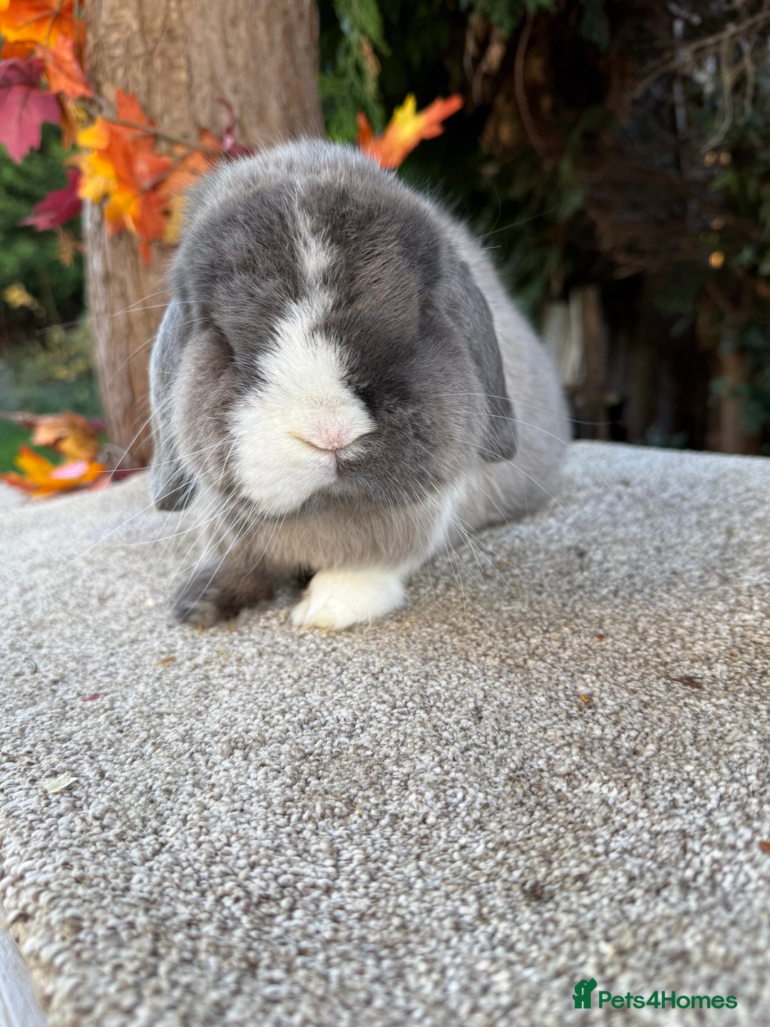 Mini Lop rabbits for sale: Two mini lop sisters available  - Advert 4