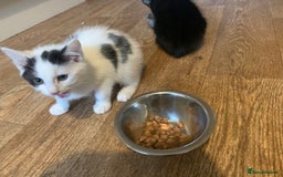 Mixed Breed cats for sale: Loving kitten so ready for forever home  - Image 2