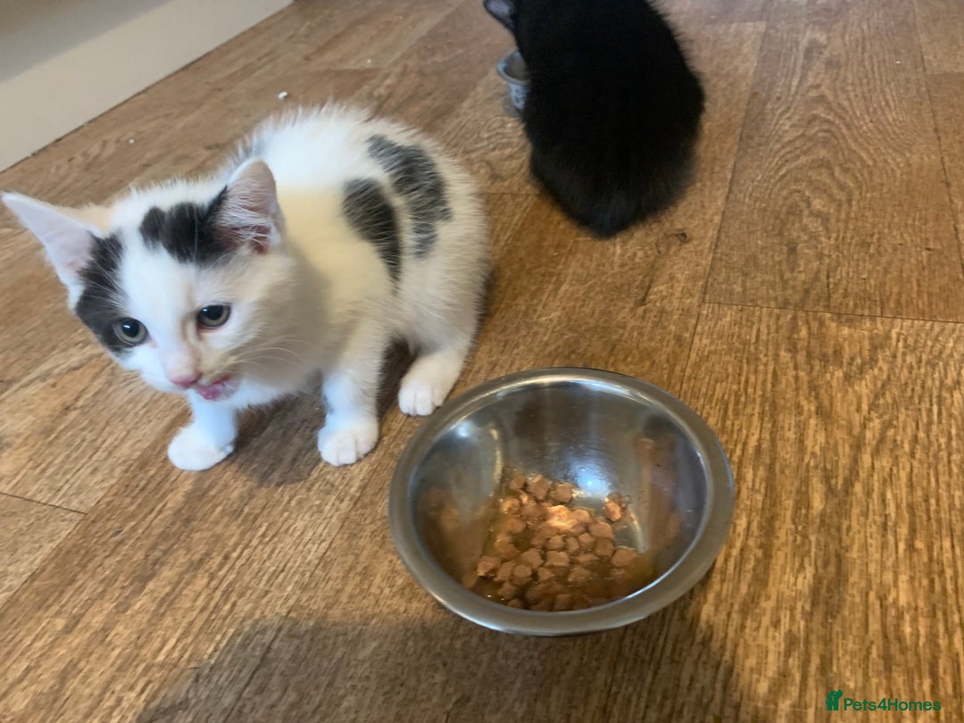 Mixed Breed cats for sale: Loving kitten so ready for forever home  - Image 2