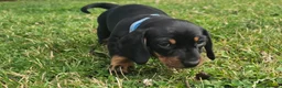 Miniature Dachshund dogs for sale: 🐾 Beautiful Miniature Dachshund Puppies 🐾 - Advert 11