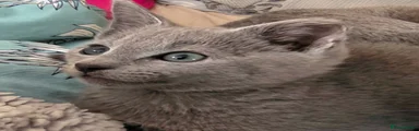 Russian Blue Kitten 2