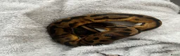Snake reptiles for sale: slightly pied ball python  in Torquay - Advert 3
