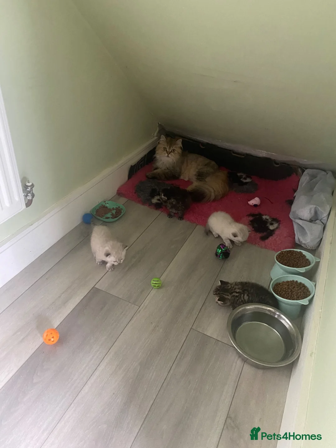 Selkirk Rex cats for sale: Selkirkrex babies - Advert 11