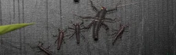 Stick Insects invertebrates for sale: Peruphasma schultei black beauty stick insects - Advert 3