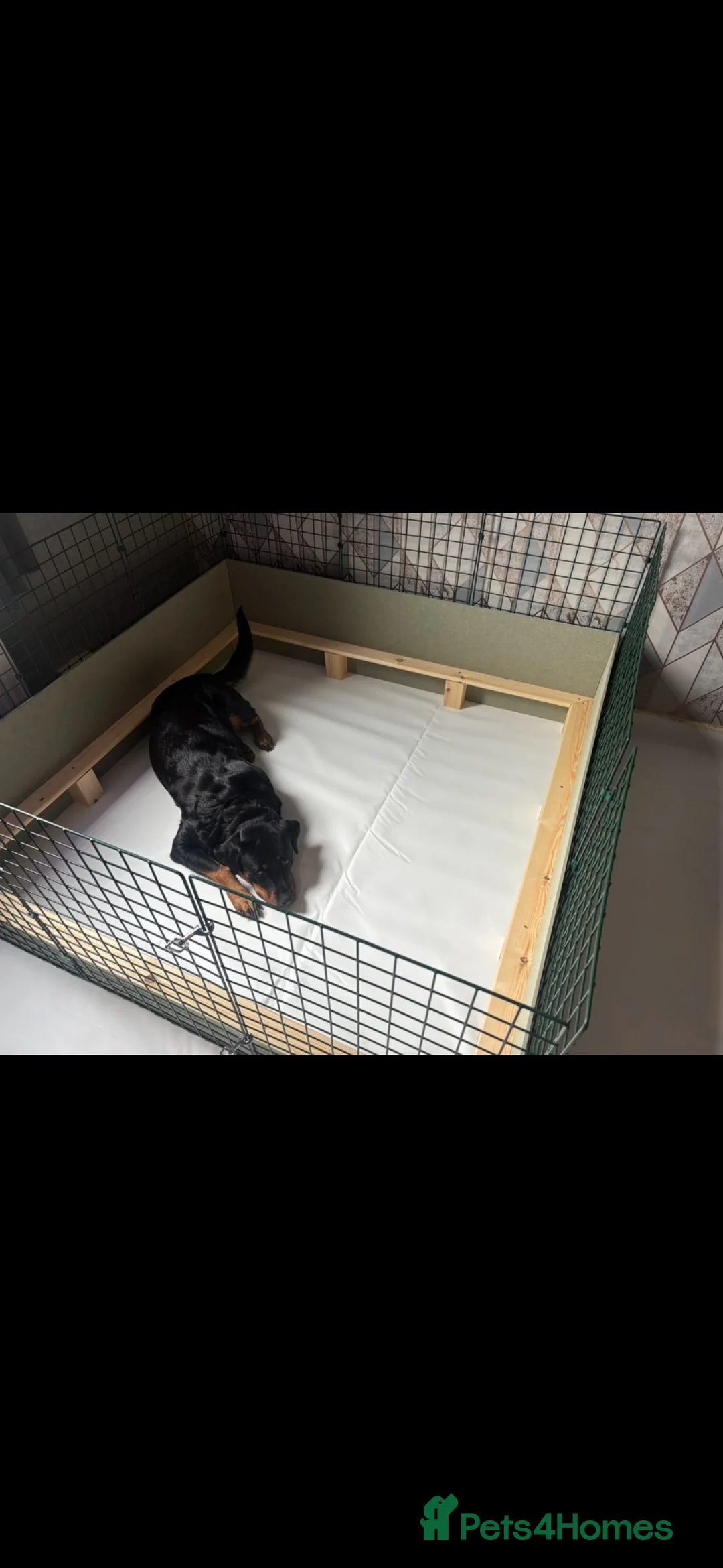 Rottweiler dogs for sale: 🐾 Rottweiler Puppies Expected Late Nov 2026 🖤🤎 in Sheffield - Advert 4