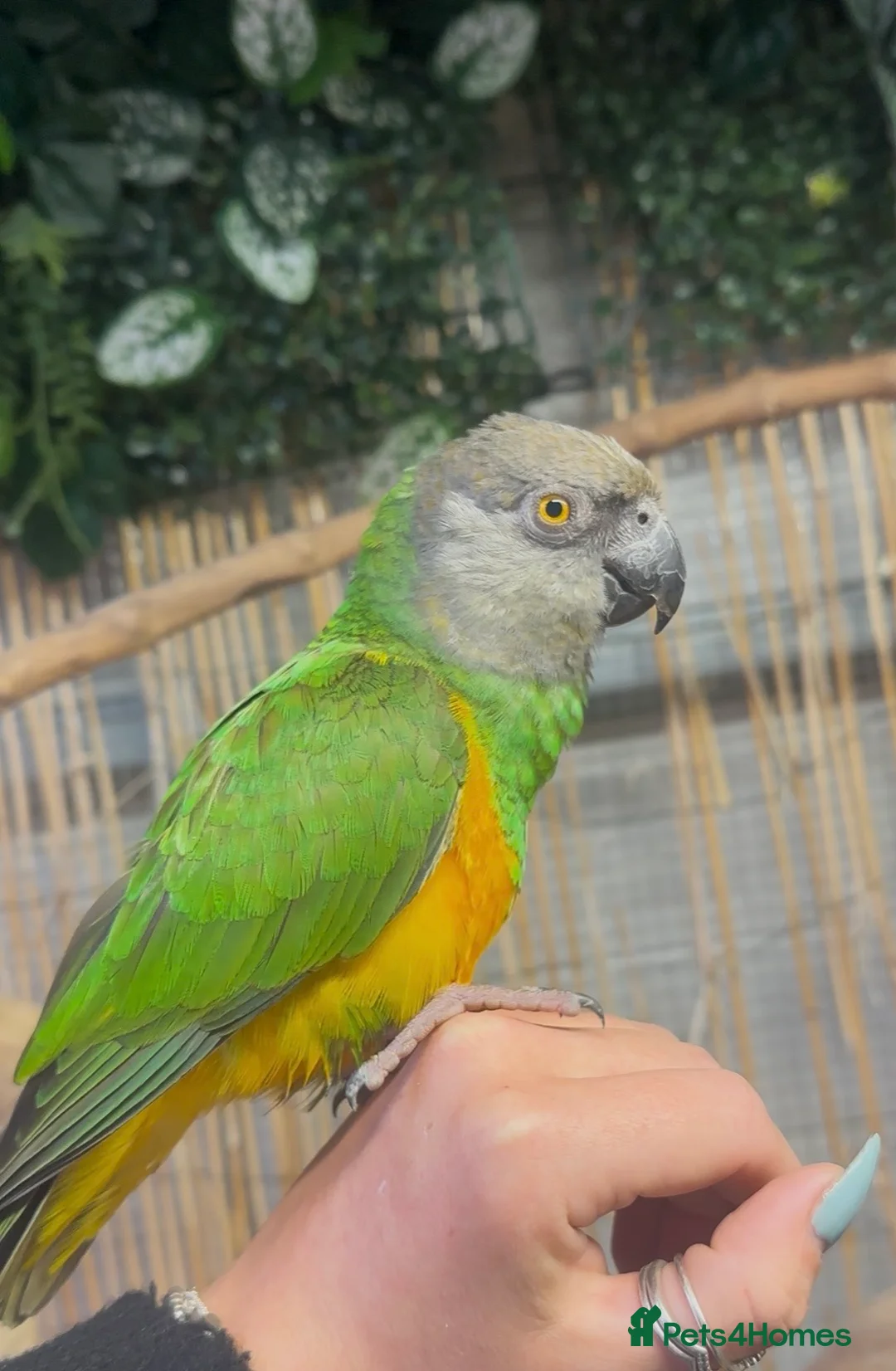 Parrots birds for sale: Hand reared Senegal Parrot  - Advert 3