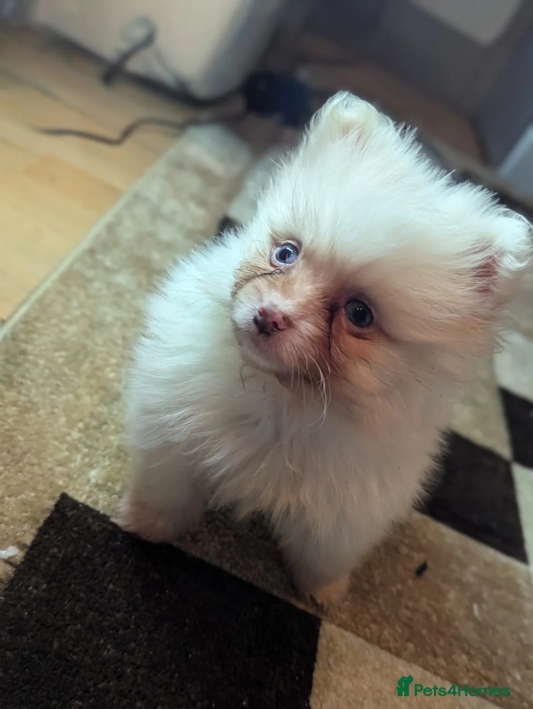 Pomeranian dogs for sale: 🐾 Adorable Merle Pomeranian Puppies for Sale 🐾 - Advert 11