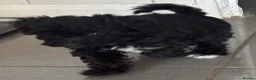 Toy Poodle dogs for sale: Toy poodles 2 girls 1 boy  - Advert 10