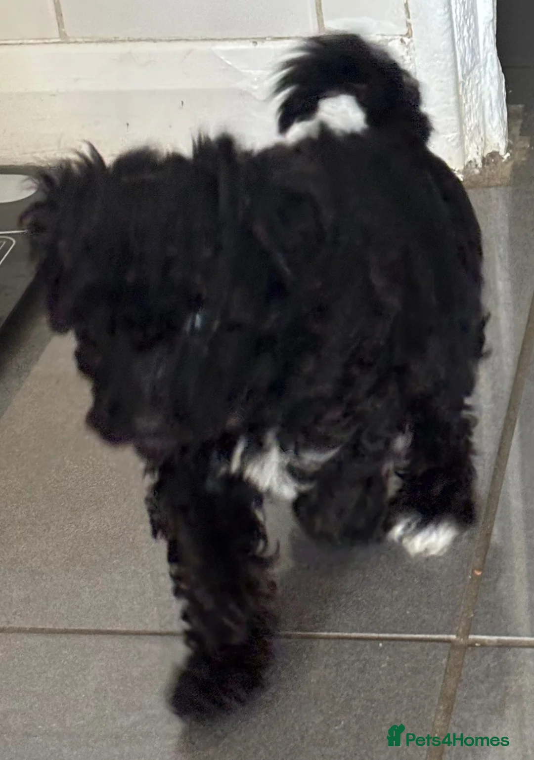 Toy Poodle dogs for sale: Toy poodles 2 girls 1 boy  - Advert 10