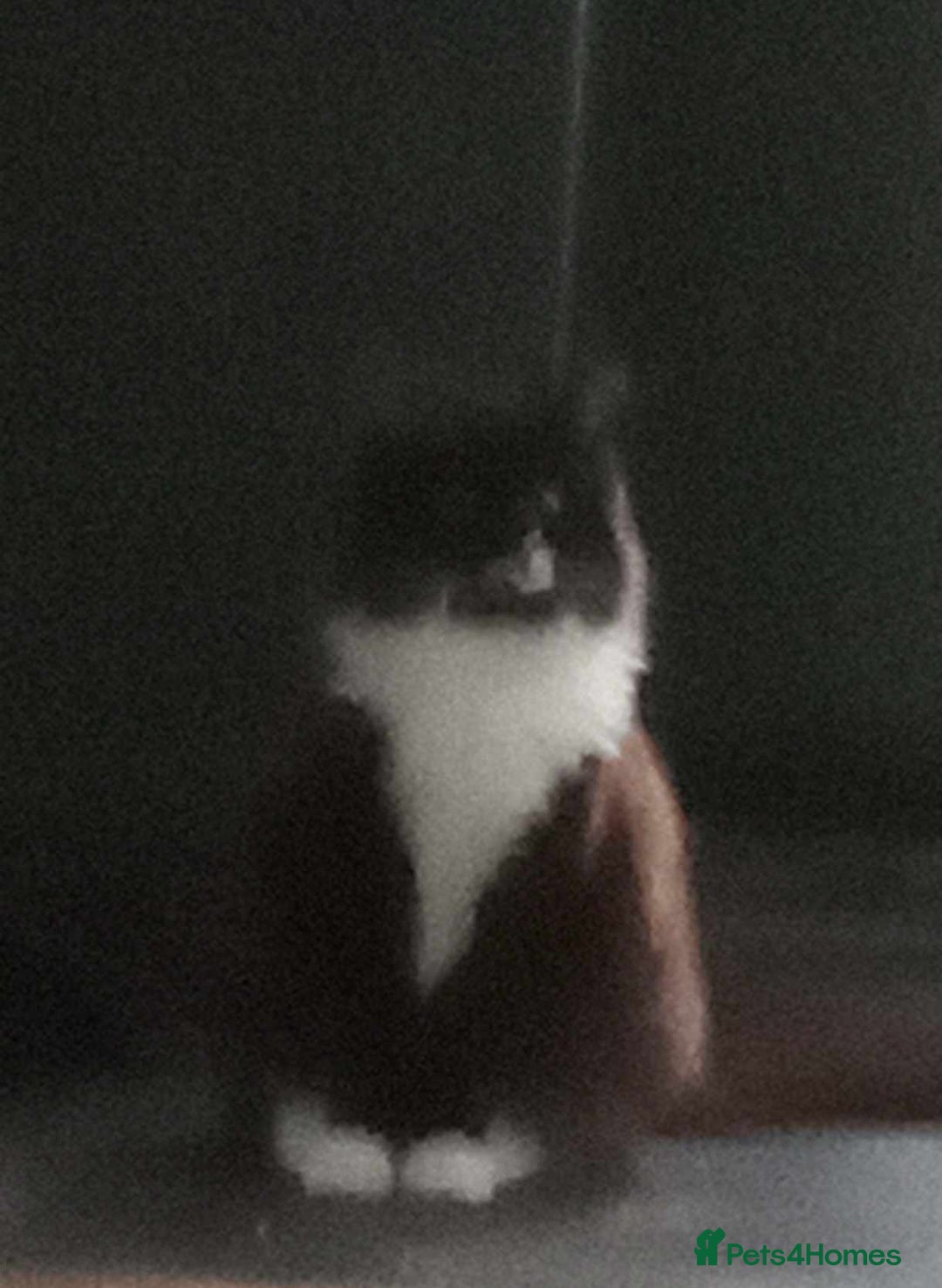 Mixed Breed cats for sale: Ragamuffin maleand tortishell female for rehoming  - Advert 5