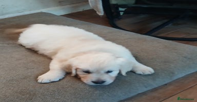 Golden Retriever dogs - Advert 5