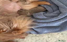 Pomeranian dogs for sale: Gorgeous Lilac Pomeranian Puppy - Image 8