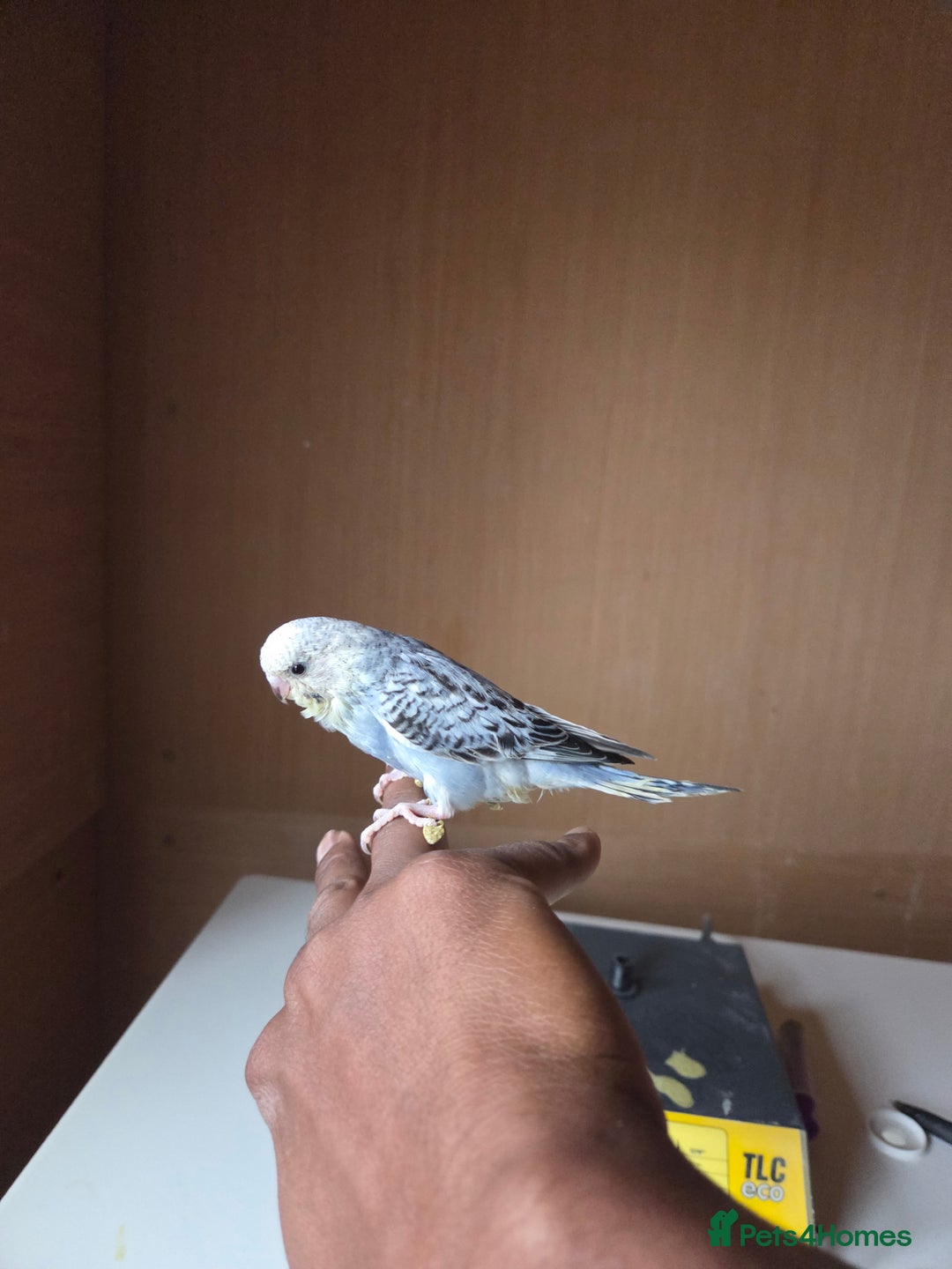 Budgerigars birds for sale: Hand reared baby budgies for sale - Image 6