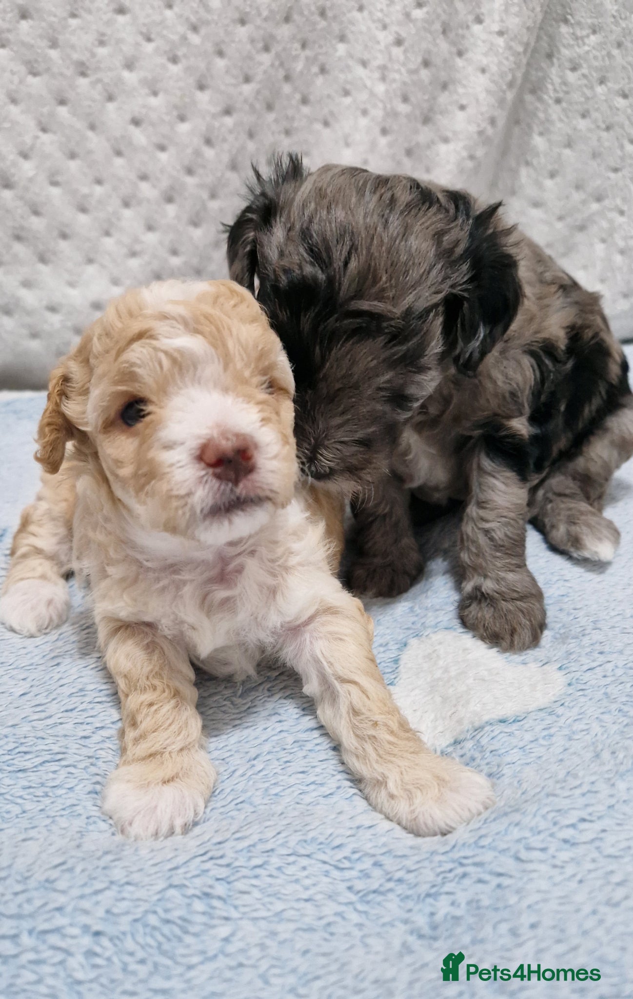 Maltipoo dogs Maltipoo boys for sale Apricot & merle 💙🩵💚 - Advert 16
