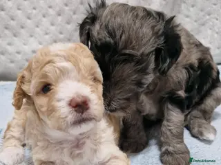 Maltipoo dogs Maltipoo boys for sale Apricot & merle 💙🩵💚 - Advert 1