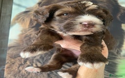 Bernedoodle dogs for sale: Standard Size Bernedoodle  - Image 19