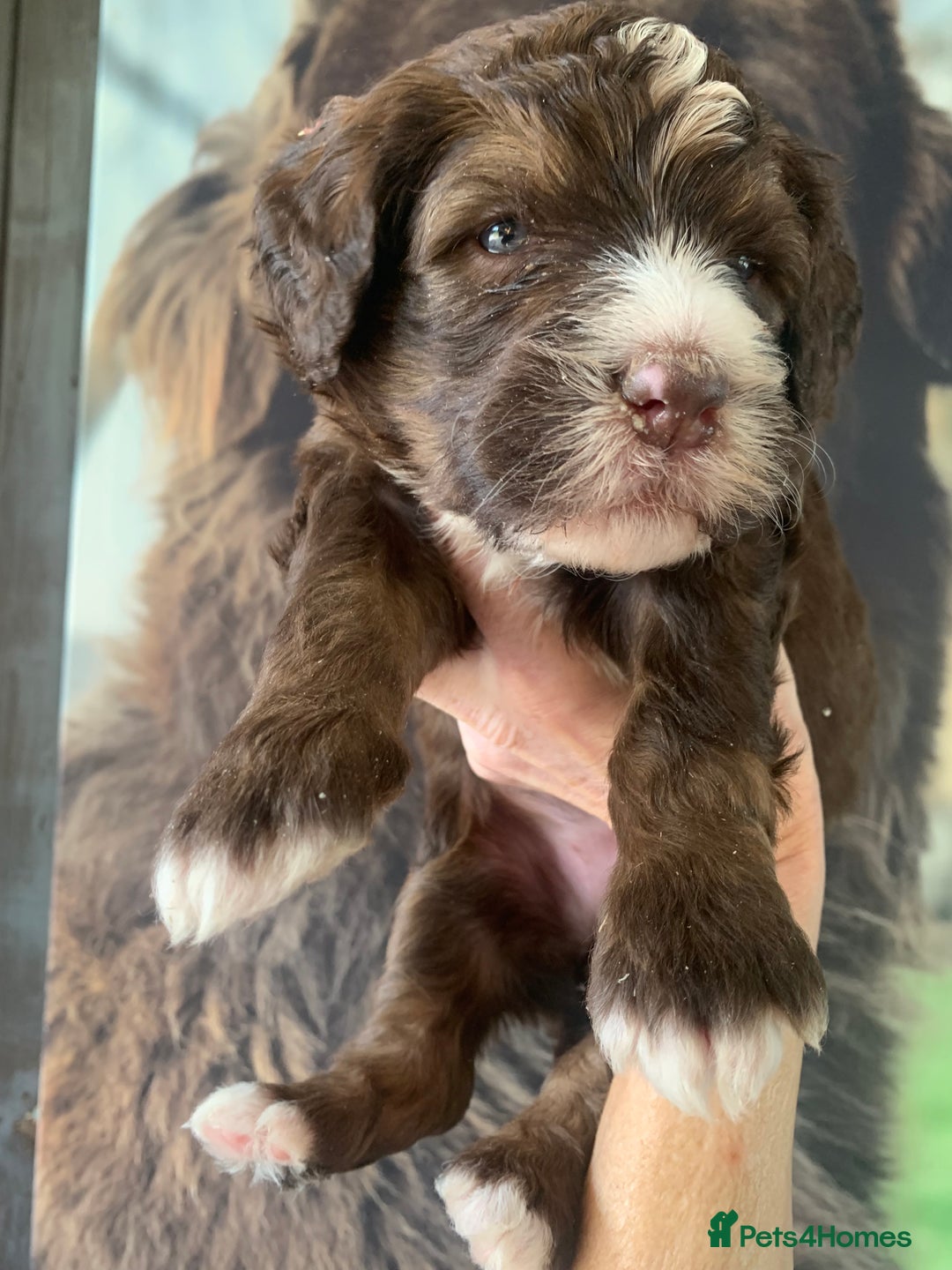 Bernedoodle dogs for sale: Standard Size Bernedoodle  - Image 19