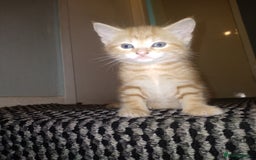Exotic cats for sale:  3 Kittens - Image 4