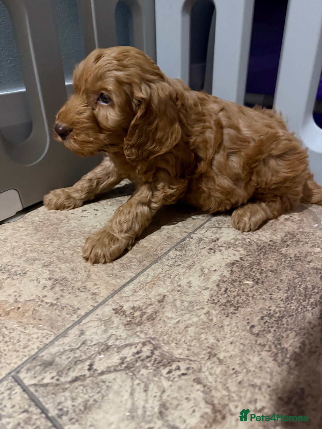 Cockapoo dogs for sale: MINI F1b COCKAPOO Puppies - Advert 23