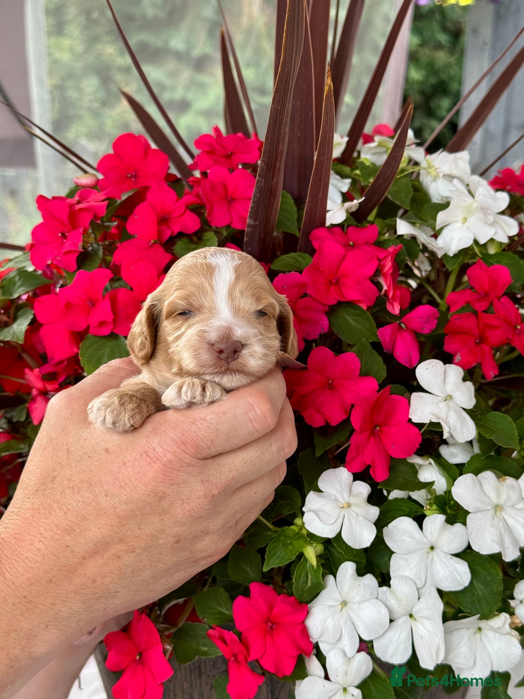 Cockapoo dogs for sale: 7 gorgeous apricot f1 DNA tested Cockerpoos  - Image 2