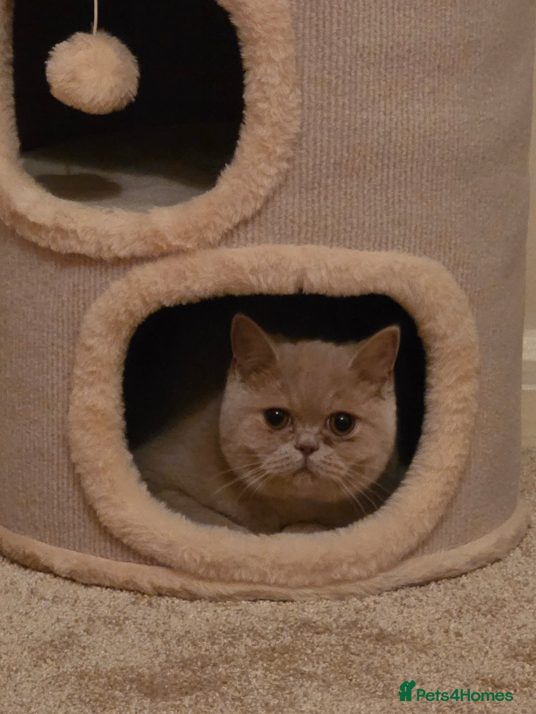 British Shorthair cats for sale: British Shorthair Pair for Sale – Pixey & Simba - Advert 10