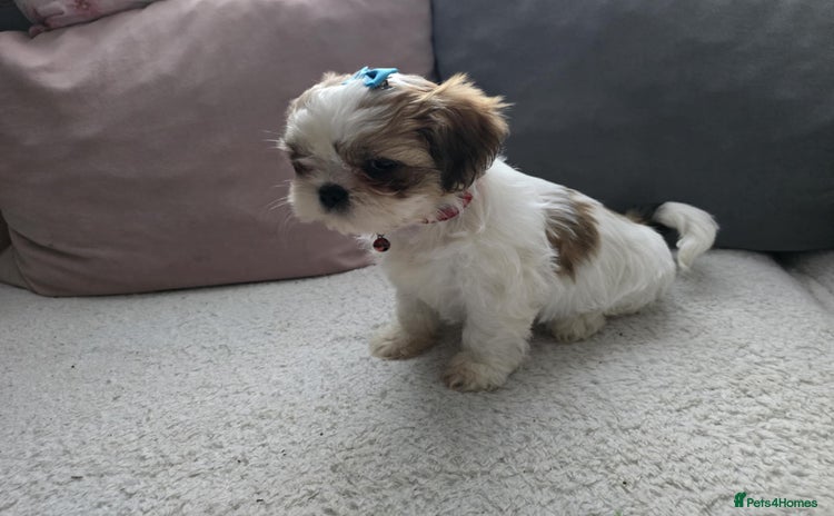Shih Tzu dogs - Advert 20