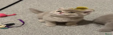 British Shorthair 2