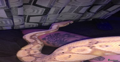 Python Snake reptiles - Advert 2
